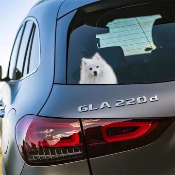 Custom Cat Car Window Decals,Gift For Cat Lover,WD-A-536