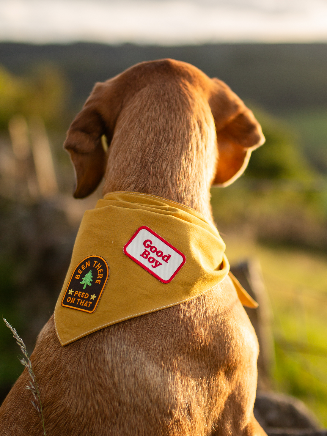 Good Boy iron-on patch for pets