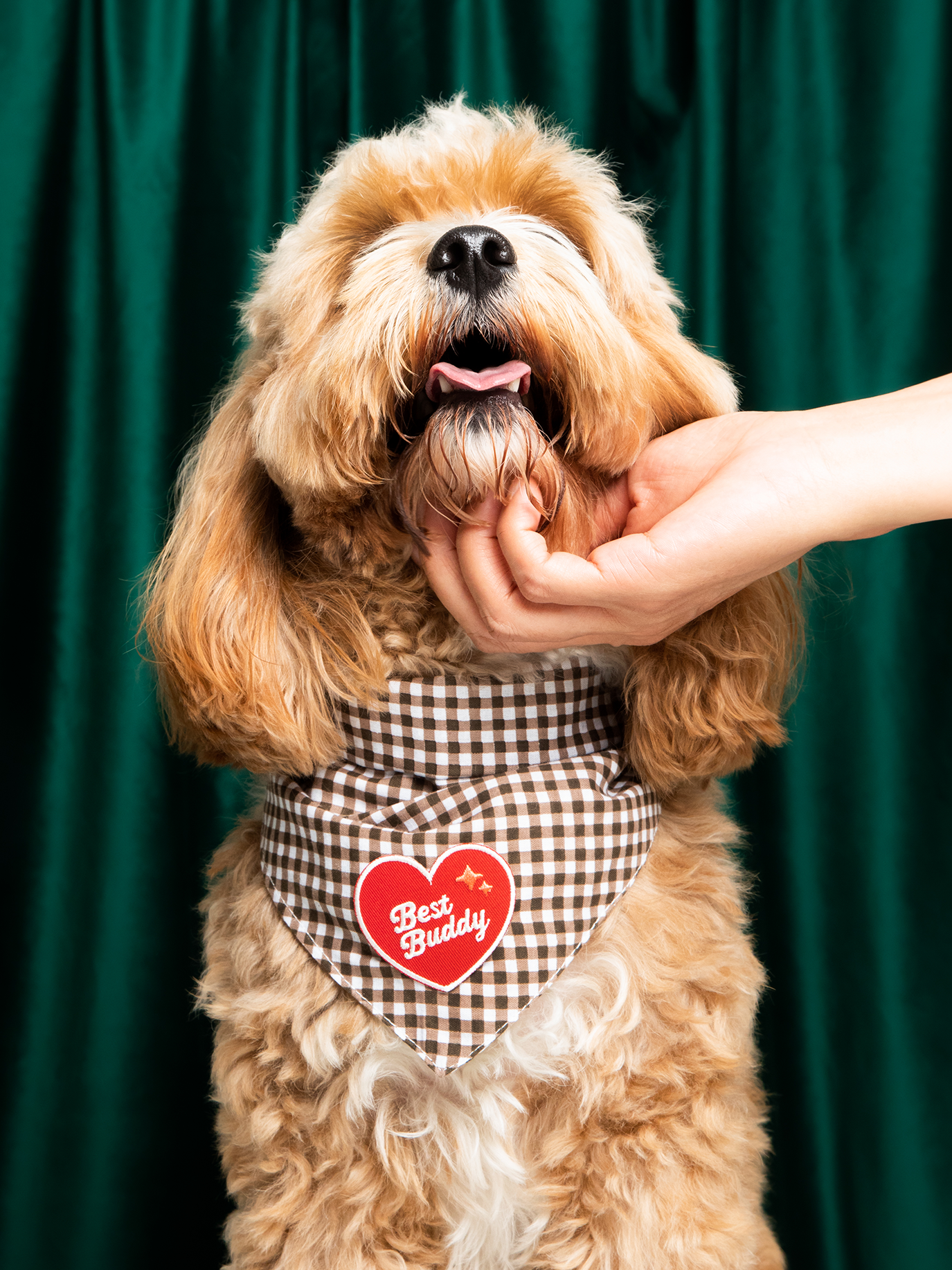 Best Buddy iron-on patch for pets